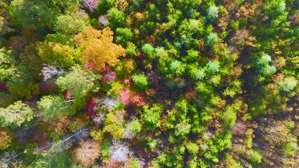 Wall Mural - View from above of colorful woods with yellow and orange canopies in autumn forest on sunny day. Landscape of wild nature in autumn