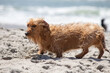 Dachshund wiener dog mix mutt playing in the sand at the beach 