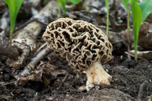 Edible Mushroom Morchella Vulgaris On The Ground. Wild Morel Mushroom In Deciduous Forest.