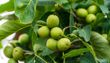 Summer Tree Garden Of Nut. Branch Of Green Walnuts.