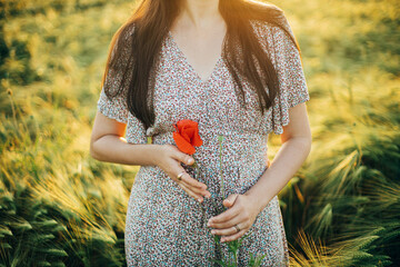 Wall Mural - Beautiful woman holding poppy flower in sunset light in barley field. Atmospheric tranquil moment, rustic slow life. Stylish female gathering wildflowers and enjoying evening summer countryside