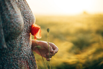 Wall Mural - Beautiful woman with poppy flower close up standing in barley field in sunset light. Stylish female relaxing in evening summer countryside and gathering flowers. Atmospheric tranquil moment