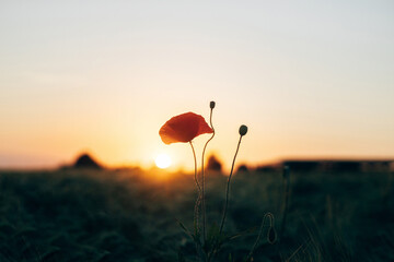 Poster - Beautiful red poppy in sunset light in barley field close up. Atmospheric moment in summer countryside. Wildflowers in meadow wallpaper