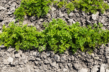 Sticker - above view of green fresh parsley bed in vegetable garden on sunny spring day