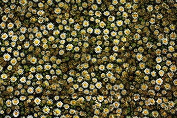 Canvas Print - sunny field with a colorful cluster of daisies Generative AI