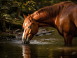 The horse is walking by the river and drinking water