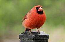Close Up Of A Beautiful Red Male Northern Cardinal Perched On A Post In Starved Rock State Park In Illinois