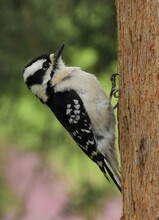 Close Up Of A Beautiful Female Downy Woodpecker Perched On E Tree Trunk In Spring In Starved Rock State Park In Illinois