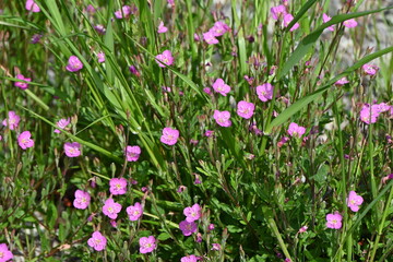 Wall Mural - Rose evening primrose ( Oenothera rosea ) flowers.
Onagraceae perennial plants. Light pink four-petaled flowers bloom from May to September.