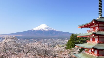 Wall Mural - 春の富士山と桜