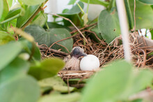 Just Born Little Baby Bird Of Mourning Dove Leaning To The Egg In A Nest