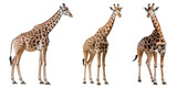 Giraffe Set Isolated on Transparent Background - Generative AI