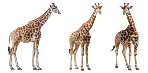Wall Mural - giraffe set isolated on transparent background - generative ai
