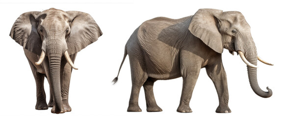 elephant side and front view isolated on transparent background - generative ai