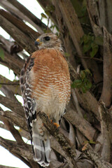 Canvas Print - Red-Tailed Hawk