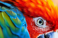 Close Up On The Eye Of A Very Brightly Colored Parrot, Exotic Bird, Created With Generated Ai