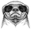 Vintage engraving isolated honey badger set glasses dressed fashion illustration ink costume cut sketch. Ratel background tropical animal silhouette sunglasses hipster hat art. Hand drawn image.