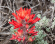 A close up macro of the red flower of Desert Paintbrush (Castilleja chromosa) also known as Indian Paintbrush with sagebrush in the background