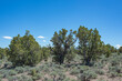 A Pinyon juniper woodland encroaching into sagebrush shrubland in White Pine County, Nevada. Young Utah juniper trees are visible growing up in the interspaces and will eventually outcompete the Wyomi