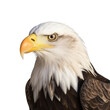 portrait of a eagle isolated on transparent background cutout