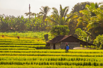 Beautiful morning view indonesia Panorama Landscape paddy fields with beauty color and sky natural light