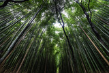 Fototapeta Sypialnia - green bamboo forest in kyoto 
