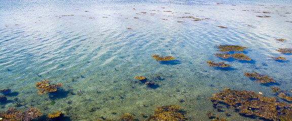 Algae plants on the surface of clear water on a sunny day.