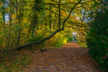 Wall Mural - Empty wooden benches and table under a tree in autumn landscape or city park with orange leaves everywhere, in autumn forest landscape or alley. Concept of weekend in the city park for relaxation