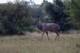 Fototapeta Sawanna - Greater kudu bull with large horns wanders in the African wilderness