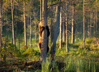 Wall Mural - eurasian brown bear climbing a tree by a pond