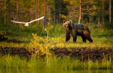 Wall Mural - eurasian brown bear by a pond in a forest in autumn