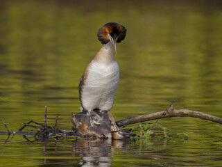 Canvas Print - Great-crested grebe, Podiceps cristatus