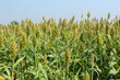 Biofuel and new boom Food, Sorghum Plantation industry. Field of Sweet Sorghum stalk and seeds. Millet field. Agriculture field of sorghum, named also Durra, Milo, or Jowari. Healthy nutrients