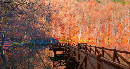 Poster - Autumn forest landscape reflection on the water with wooden pier - Autumn landscape in (seven lakes) Yedigoller Park Bolu, Turkey