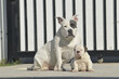 White American bully dog and English bull dog puppy is sitting together on the road. They are take good care of each other.