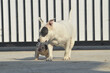 White American bully dog and English bull dog puppy is playing together on the road. They are take good care of each other.