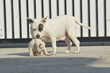 White American bully dog and English bull dog puppy is playing together on the road. They are take good care of each other.