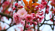 Kwitnąca gałązka wiśni japońskiej 