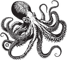 Octopus. Vector Black Engraving Vintage Illustrations. Isolated On White Background. Engraving Style Vector Illustration Of Octopus.
