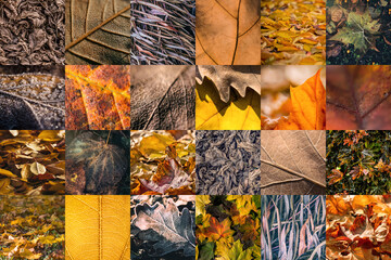 Canvas Print - Autumn leaves background. Natural texture