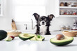 Small Chihuahua dog sitting in front of kitchen counter with avocados. 