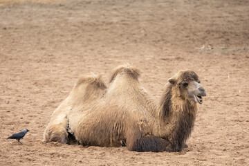 Wall Mural - Camel Sitting on the Ground at Zoo, jackdaw looking for nest material