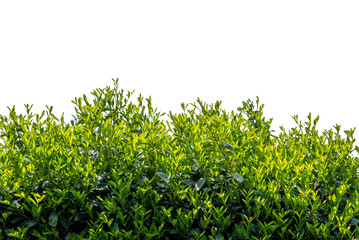 Cherry laurel hedge, green leaves of Prunus laurocerasus, isolated 