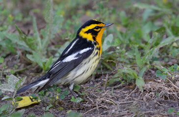 Wall Mural - Blackburnian warbler (Setophaga fusca) searching insects on the ground during spring migration, Galveston, Texas, USA.