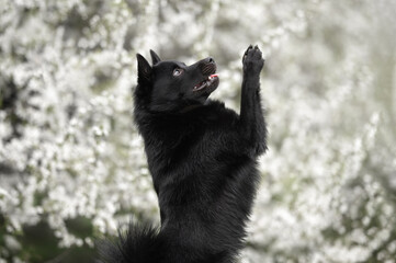 Sticker - schipperke dog begging outdoors in spring in front of a blooming tree