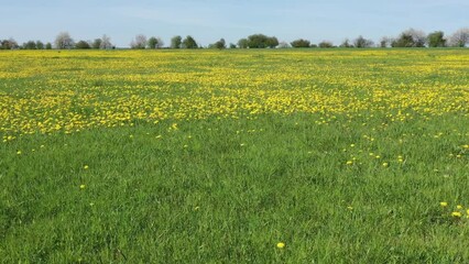 Wall Mural - A field with millions of yellow Dandelion Flower