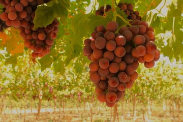 Wall Mural - table grapes from export variety flame