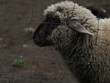 Owca sheep