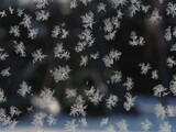 Fototapeta  - Płatki śniegu na szybie Snowflakes on the grass