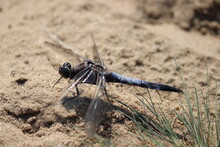 Dragonfly Resting On The Sand